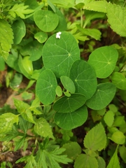 Stephania cephalantha