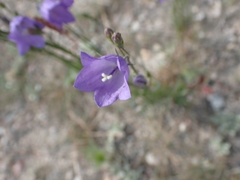 Campanula petiolata