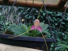 Masdevallia caudata