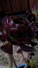 Aeonium arboreum