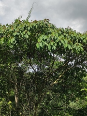 Triadica cochinchinensis