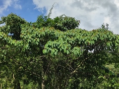 Triadica cochinchinensis