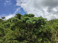 Triadica cochinchinensis