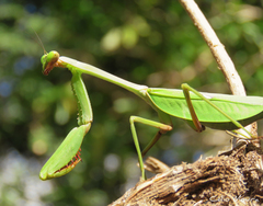 Stagmatoptera