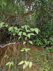 Rubus swinhoei