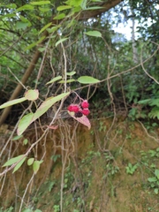 Rubus swinhoei