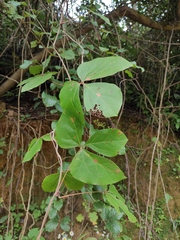 Mucuna gigantea