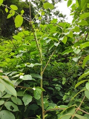 Aralia decaisneana