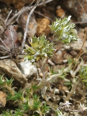 Arenaria querioides