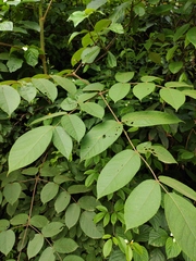 Aralia decaisneana