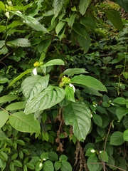 Mussaenda shikokiana