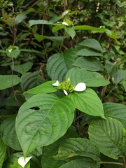 Mussaenda shikokiana