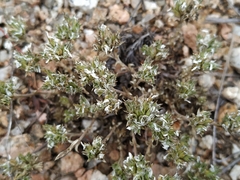 Arenaria querioides