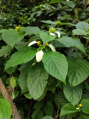 Mussaenda shikokiana