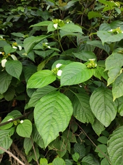 Mussaenda shikokiana