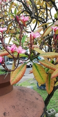 Plumeria rubra