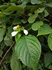 Mussaenda shikokiana