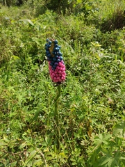 Amorphophallus kiusianus