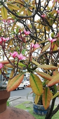 Plumeria rubra