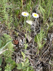 Erigeron glabellus pubescens