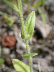 Erigeron glabellus pubescens