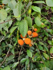 Rubus columellaris