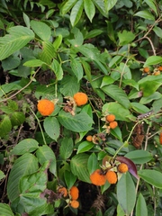 Rubus columellaris