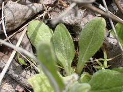Erigeron glabellus pubescens