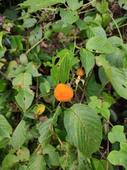 Rubus columellaris