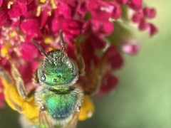 Agapostemon