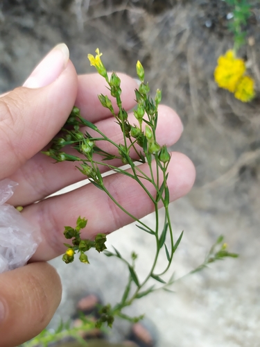 Linum corymbulosum (Linum corymbulosum)