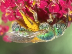 Agapostemon