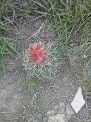 Coryphantha pycnacantha