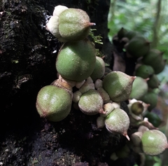 Diospyros cauliflora
