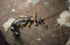 Cranopygia