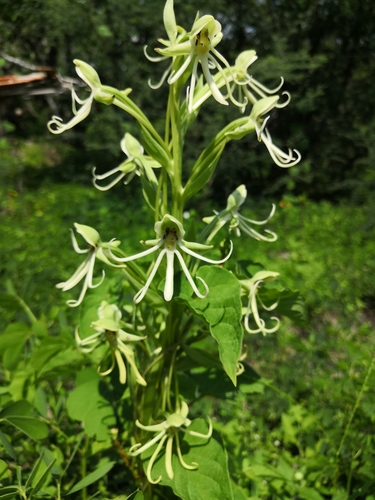 Image of Habenaria macroceratitis by no rights reserved