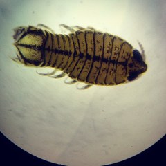 Philostomella