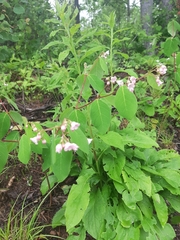 Apocynum androsaemifolium image