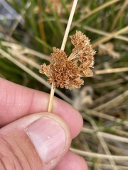 Juncus effusus austrocalifornicus