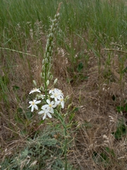 Ornithogalum ponticum