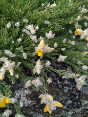 Echinospartum ibericum