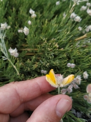 Echinospartum ibericum