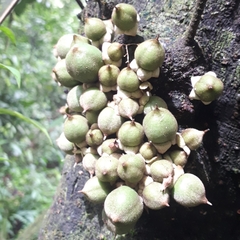 Diospyros cauliflora