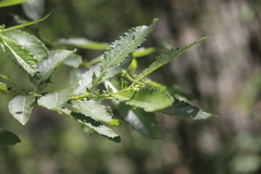 Salix appendiculata