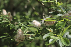 Salix appendiculata