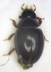 Coleoptera