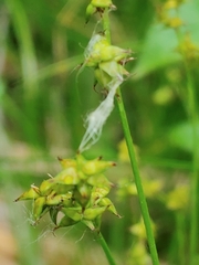 Stellulatae