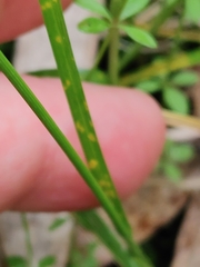 Stellulatae