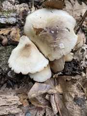 Marasmius nigrodiscus