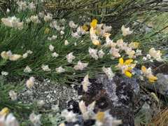 Echinospartum ibericum